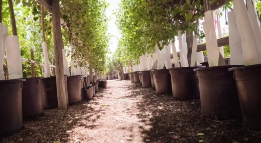 Two rows of young trees in pots.